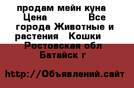 продам мейн куна › Цена ­ 15 000 - Все города Животные и растения » Кошки   . Ростовская обл.,Батайск г.